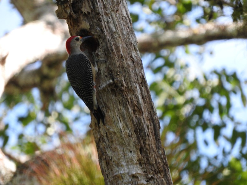 65 Parque Nacional Tikal
